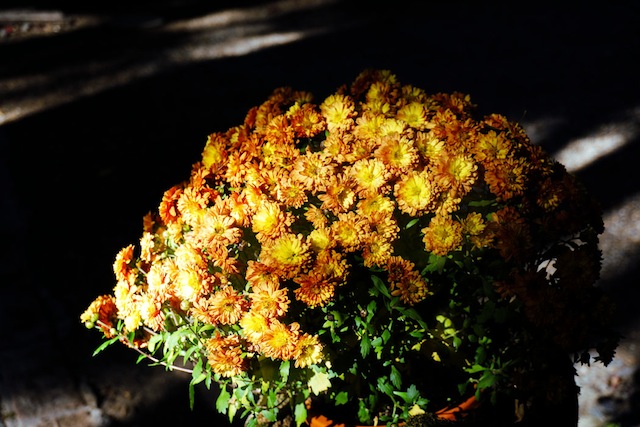 Sepanjang kita jalan kaki di Kyoto, hampir disetiap rumah kita ketemu bunga-bunga cantik kayak gini. 