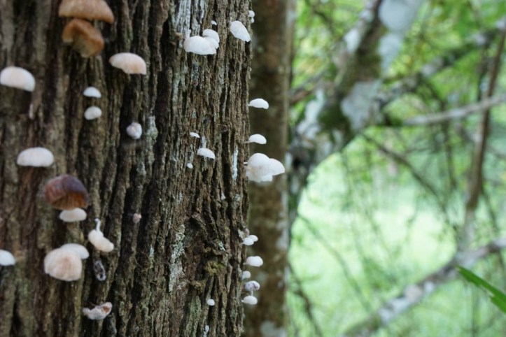 Beberapa jenis jamur