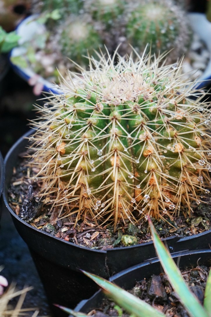 Kaktus banyak banget dijual disana