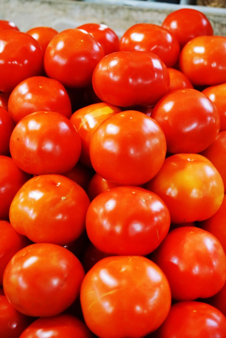 Tomat yang baru diambil dari kebun.