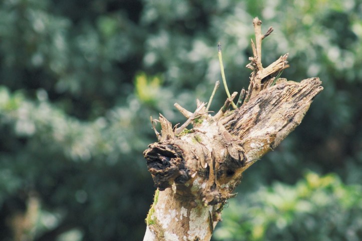 batang kayu kering di hutan