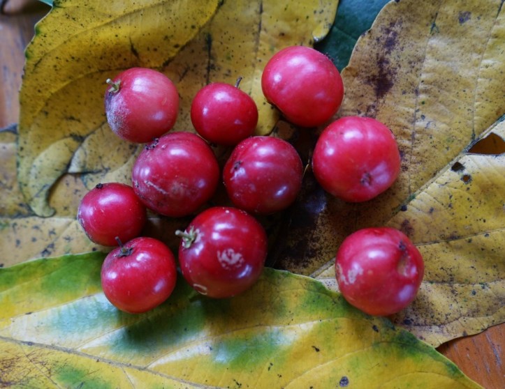 Buah rukam. Ada yang inget buah ini? rasanya kecut banget