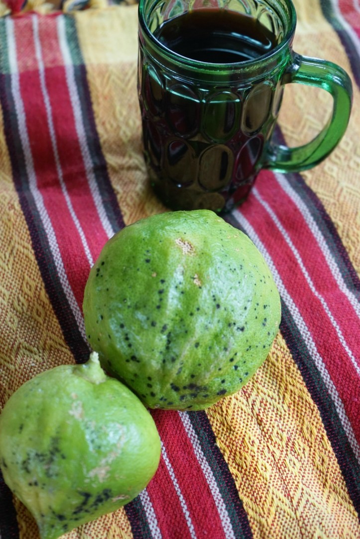 Jeruk hutan. Gajah lumayan suka buah jeruk ini tapi katanya rasanya gak enak
