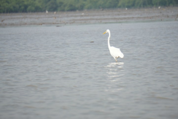 Burung kuntul yang biasanya banyak di kolam/sungai/sawah