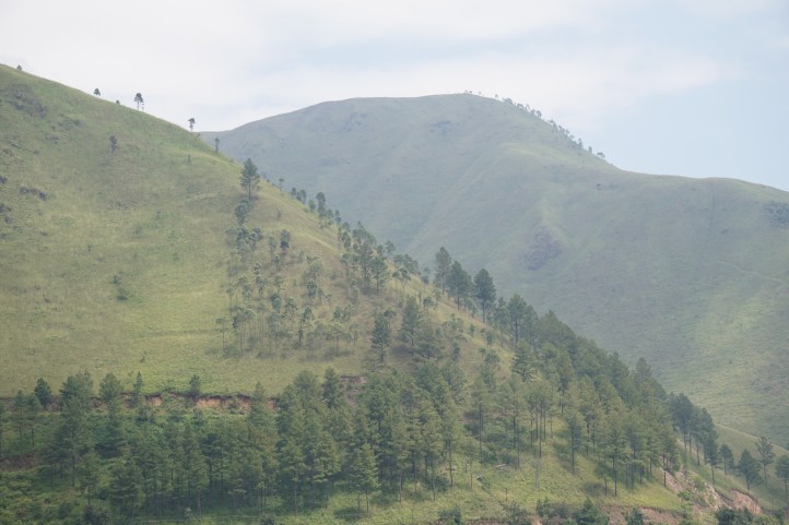 Jejeran pohon pinus di bukit. Pokoknya daerah ini wajib didatangin sebelum mati :)