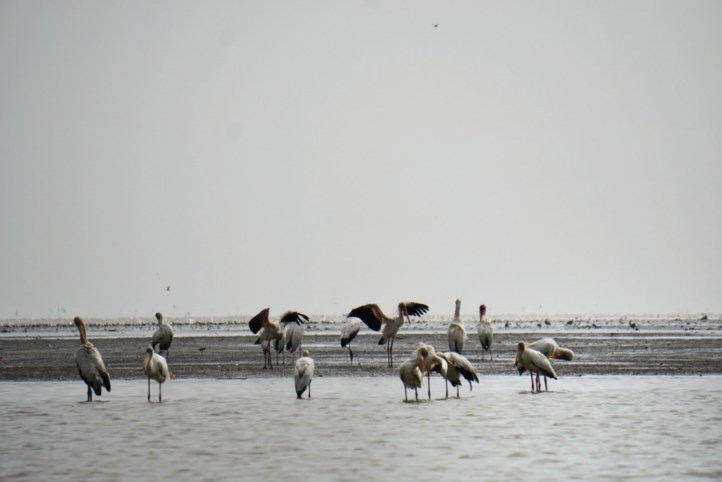 Sebagian burung yang bermigrasi