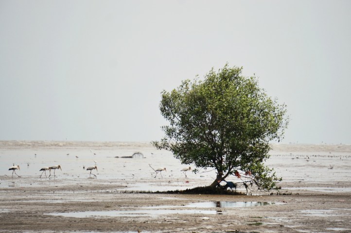 Pohon bakau dengan burung-burung kecil