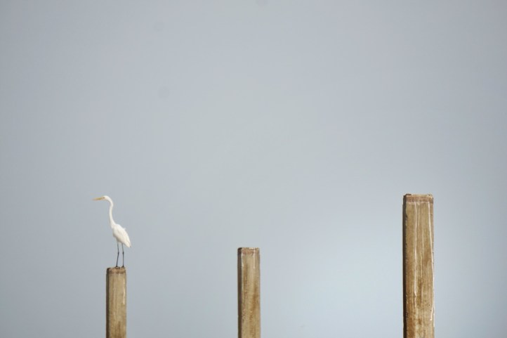 Si burung kuntul memantau keadaan