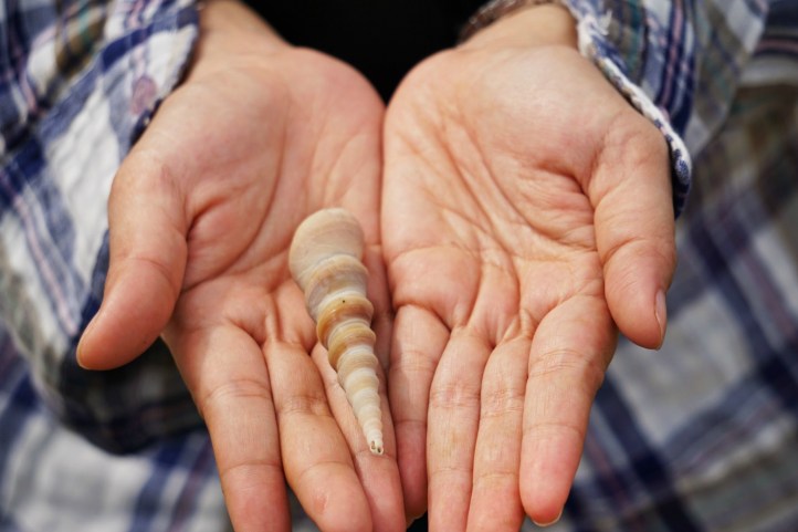 SIput dimana-mana dengan penumpang yang pemalu