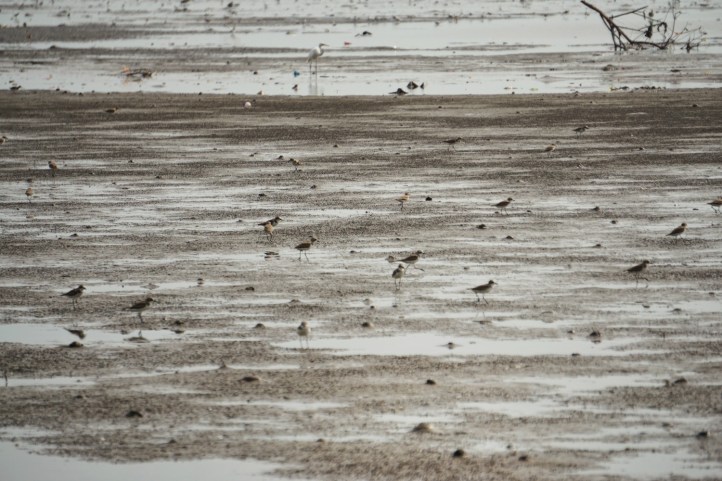 Semua isinya burung + kepiting kecil-kecil
