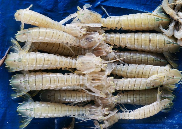 Katanya anak lobster. Jualnya sambil disusun rapih gini