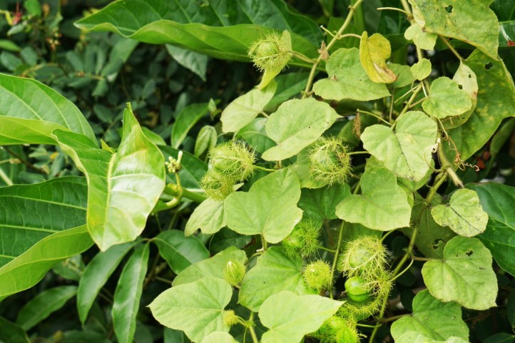 Gak tau namanya apa tapi lucu juga ya