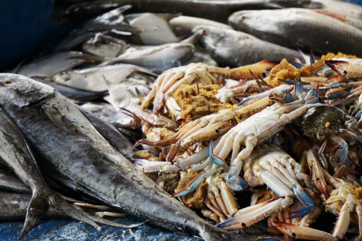 Ikan, kepiting dan banyak lagi