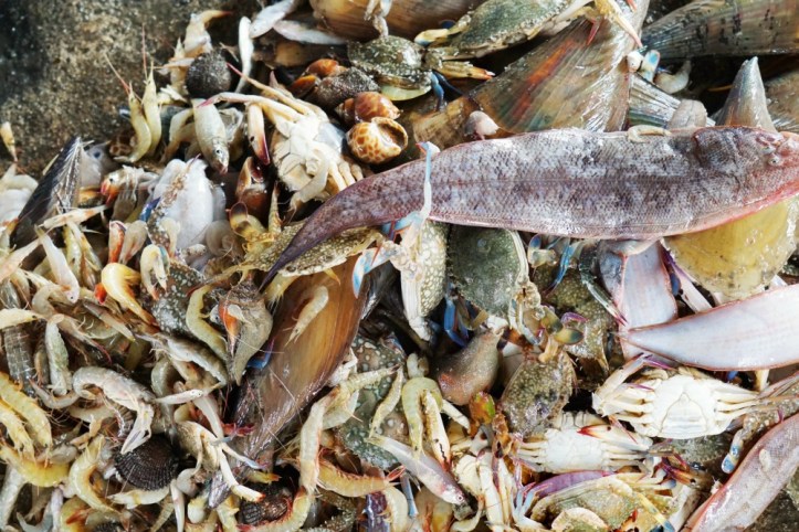 Dalam satu jaring bisa ketangkep macem2.