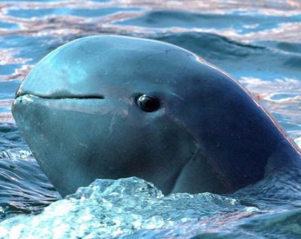 pic source discoverydmc.com