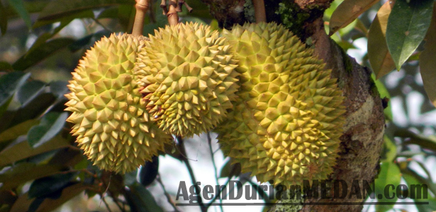 Pic Source : agendurianmedan.com