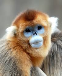 pic source : imgkid.com Burmese snub-nosed monkey