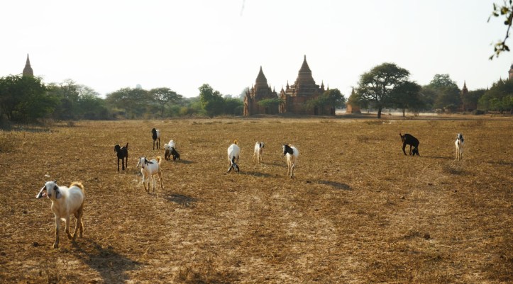Bagan - Myanmar
