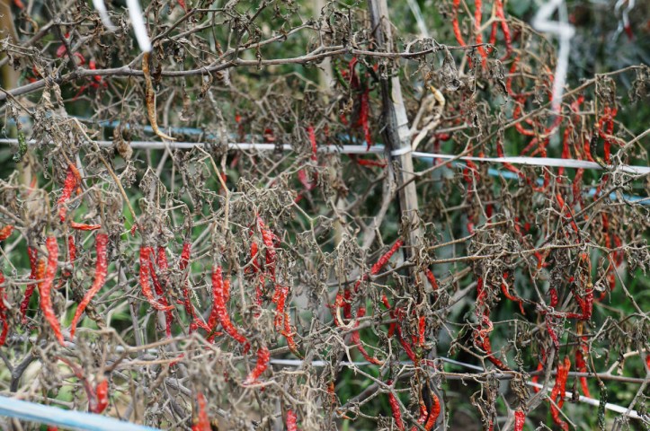 Cabe yang kering karena panas