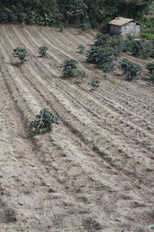 tanah pertanian di sekitar gunung Sinabung