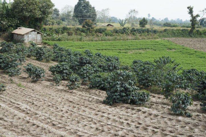 tanah pertanian di sekitar gunung Sinabung