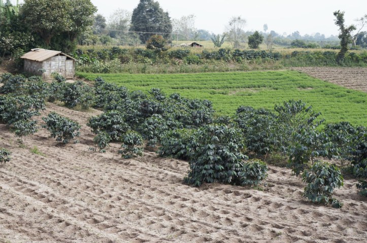 tanah pertanian di sekitar gunung Sinabung