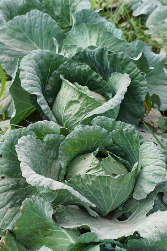 Sayur kol ini ternyata cantik banget