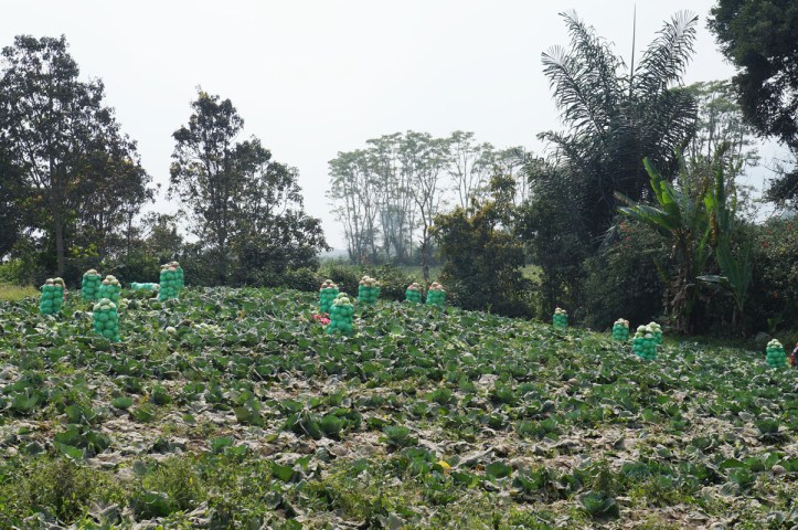 tanah pertanian di sekitar gunung Sinabung