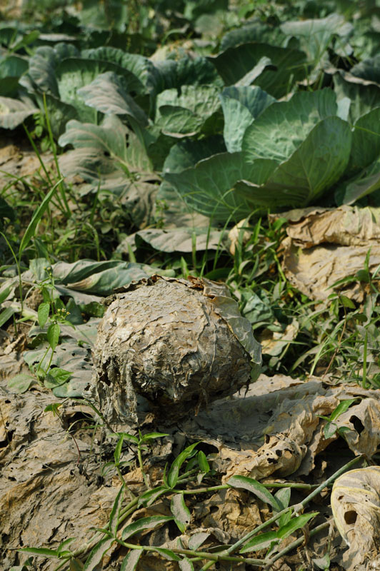 Sebagian kol yang rusak