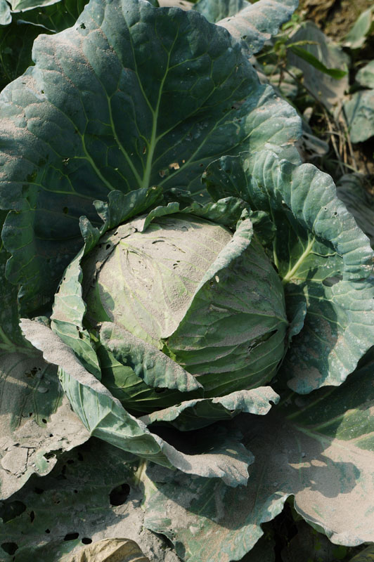 Debunya lumayan tebal