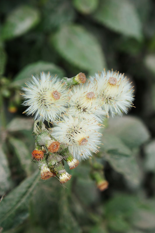 Masih ada yang cantik banget ditengah-tengah debu