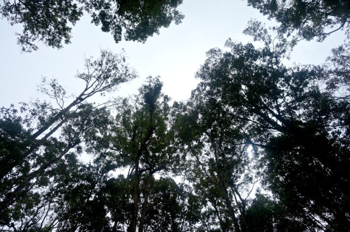 Taman Hutan Raya (Tahura) Berastagi