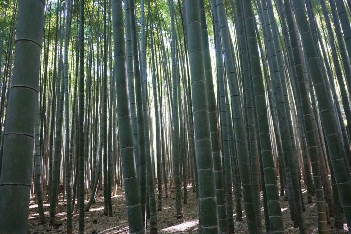 Arashiyama bamboo groves