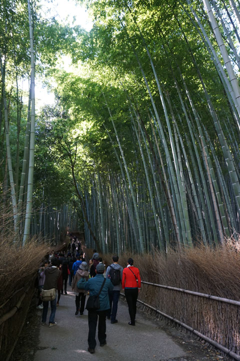 Arashiyama bamboo groves