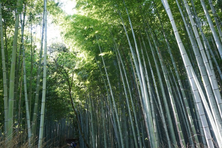 Arashiyama bamboo groves