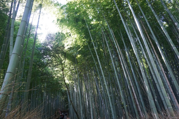Arashiyama bamboo groves