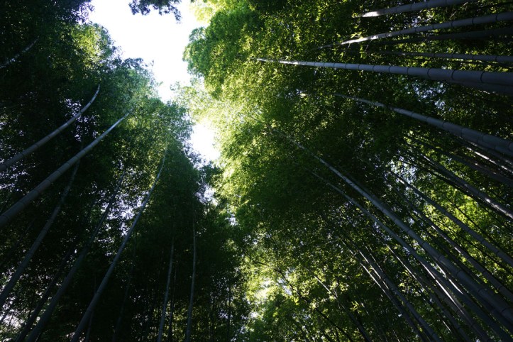 Arashiyama bamboo groves