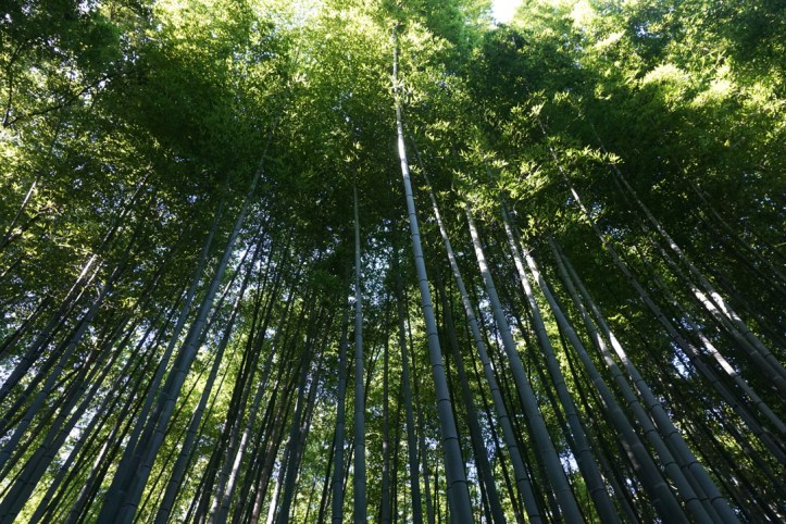 Arashiyama bamboo groves