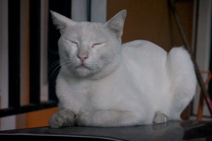 Street cat. Lagi bengong aja dia cakep ya. paling penting kakinya keliatan kuat plus ekornya panjang