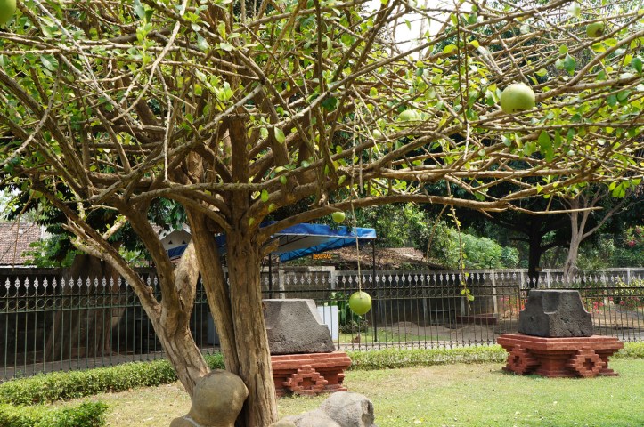 Pohon Maja - Trowulan Indonesia