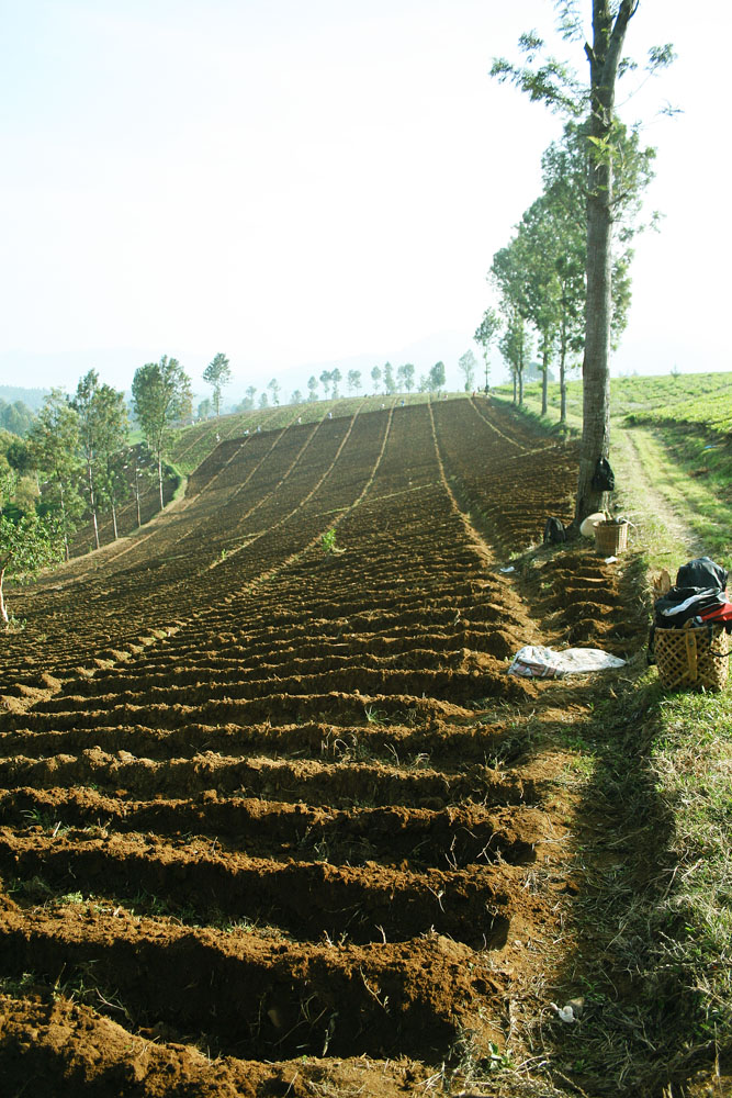 perkebunan teh rancabali – ciwidey