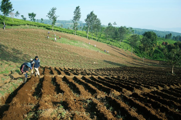 perkebunan teh rancabali – ciwidey