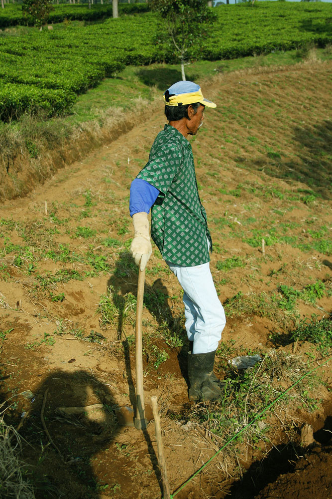 perkebunan teh rancabali – ciwidey