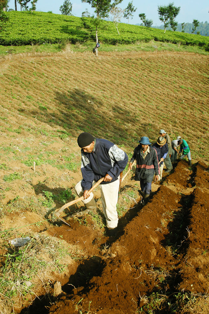 perkebunan teh rancabali – ciwidey
