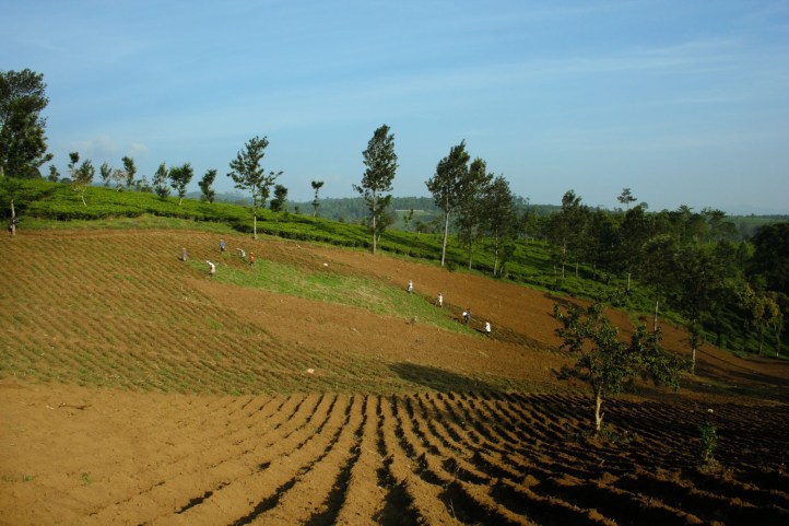 perkebunan teh rancabali – ciwidey