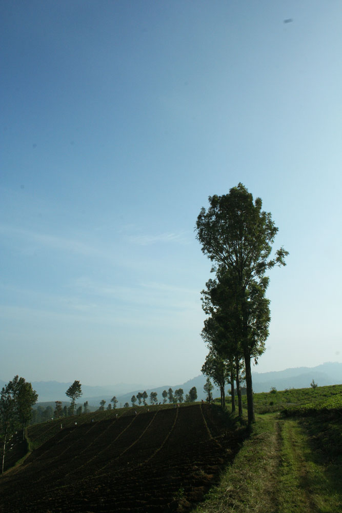 perkebunan teh rancabali – ciwidey