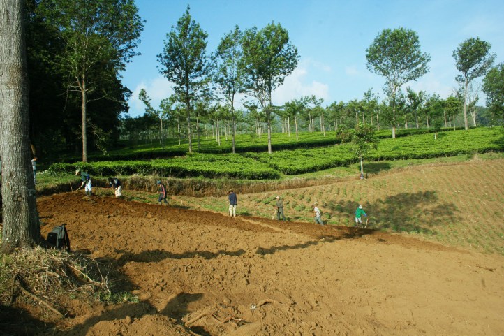 perkebunan teh rancabali – ciwidey