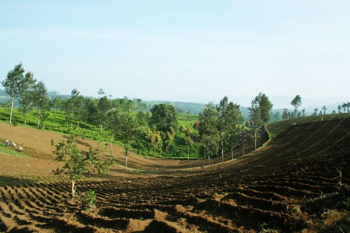 perkebunan teh rancabali – ciwidey