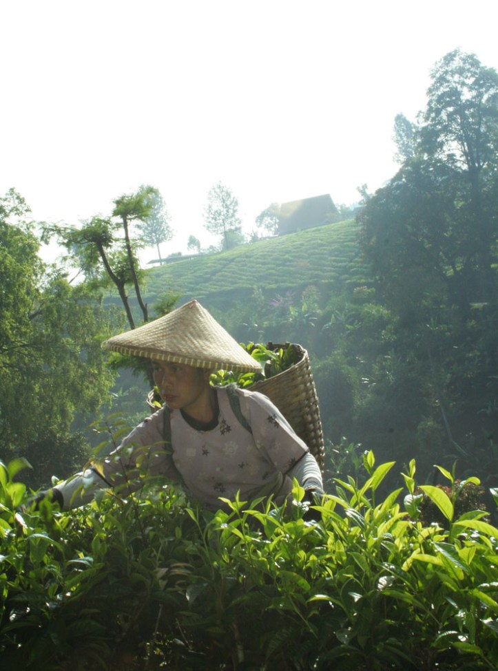 perkebunan teh rancabali – ciwidey
