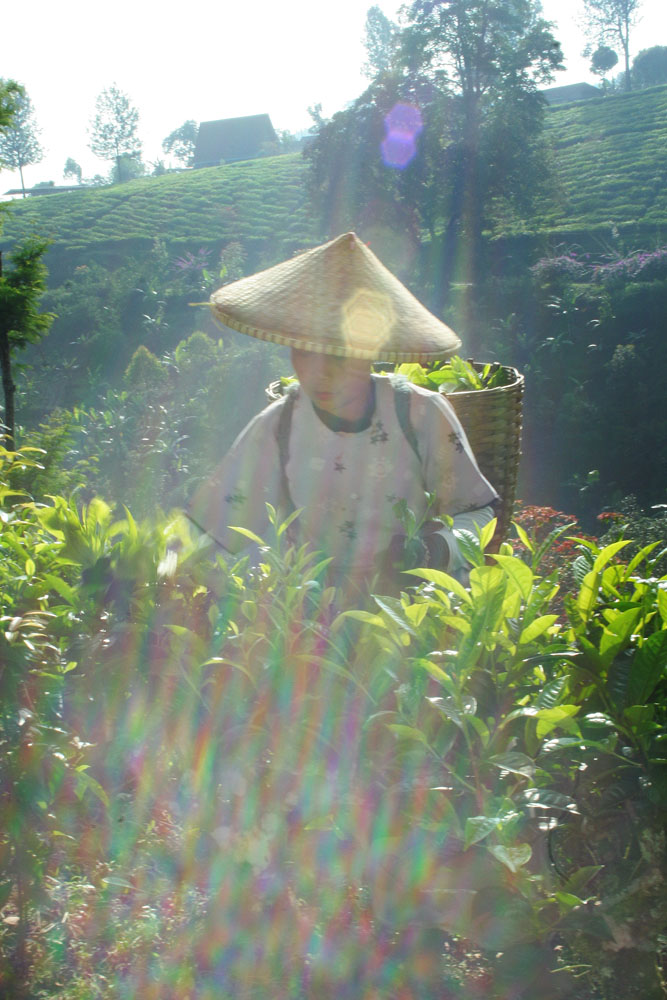 perkebunan teh rancabali – ciwidey